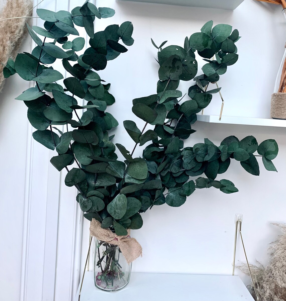 Preserved Eucalyptus Moss Green Dried Eucalyptus Flower UK Etsy