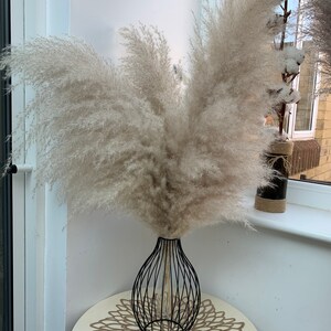 Sale extra large cream fluffy natural pampas grass 60-120, 140cm , gift for her, gift UK, dried flowers, housewarming, pampass grass image 8