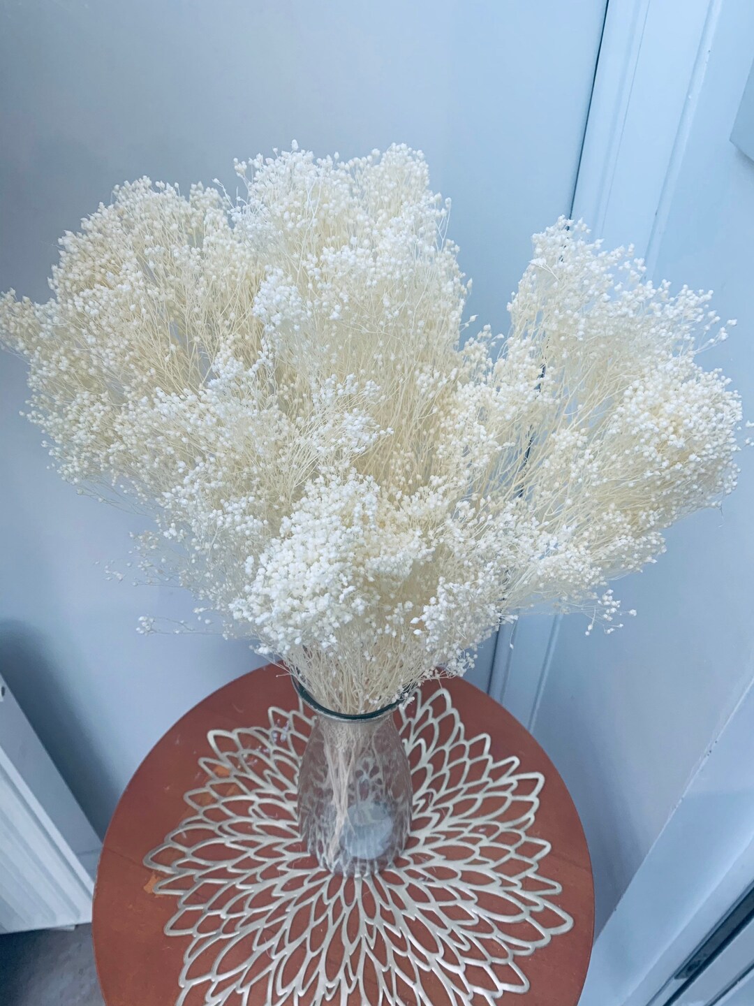 Preserved Broom Bloom Bleached White / Bleached Pink 3050cm Etsy