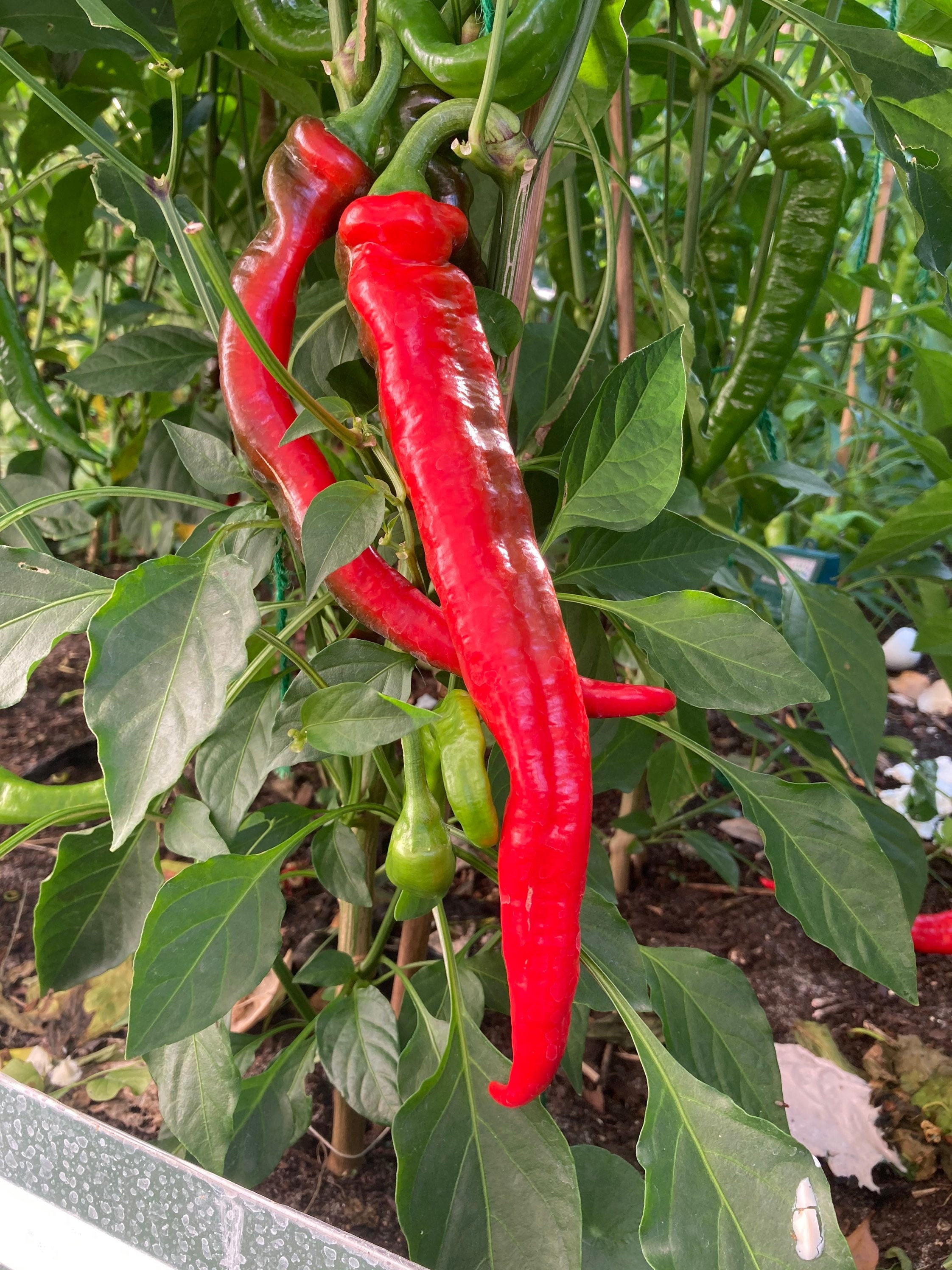 Jimmy Nardello Pepper Seeds Sweet Italian Pepper Seeds Etsy