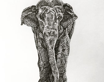 The Sri Lankan Bull Print