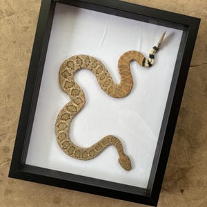 May include: A preserved rattlesnake specimen displayed inside a rectangular black shadow box frame. The snake features a tan and brown diamond-patterned body with a distinct black and white banded tail section ending in a rattle, set against a white background.