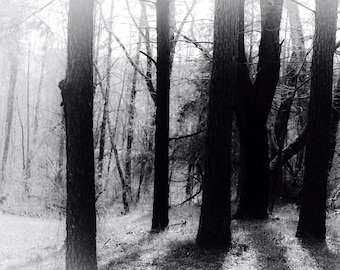 Straszny Las 8x10 Oryginalna Fotografia dla Backroad Life Czarno-Biała Fotografia Las Straszny Nawiedzony Drzewa Gotycki Horror Marzycielski