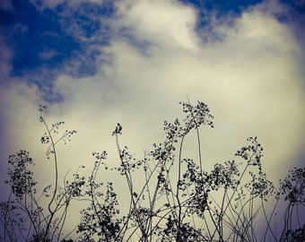 Popołudniowa drzemka - Życie na drodze Oryginalna fotografia 8x10 Niebo Chmury Kwiaty Natura Na zewnątrz Karolina Północna Wystrój domu Oryginalna sztuka