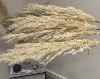 May include: Several large, fluffy, beige pampas grass stems. The plumes are soft and feathery, with a natural, dried appearance. The stems are arranged to create a full, textured display, perfect for home decor.