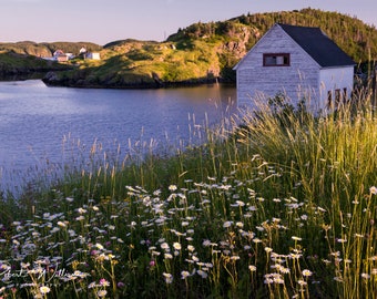 Daisies at Sunset, Salt Harbour Island near Twillingate, Newfoundland