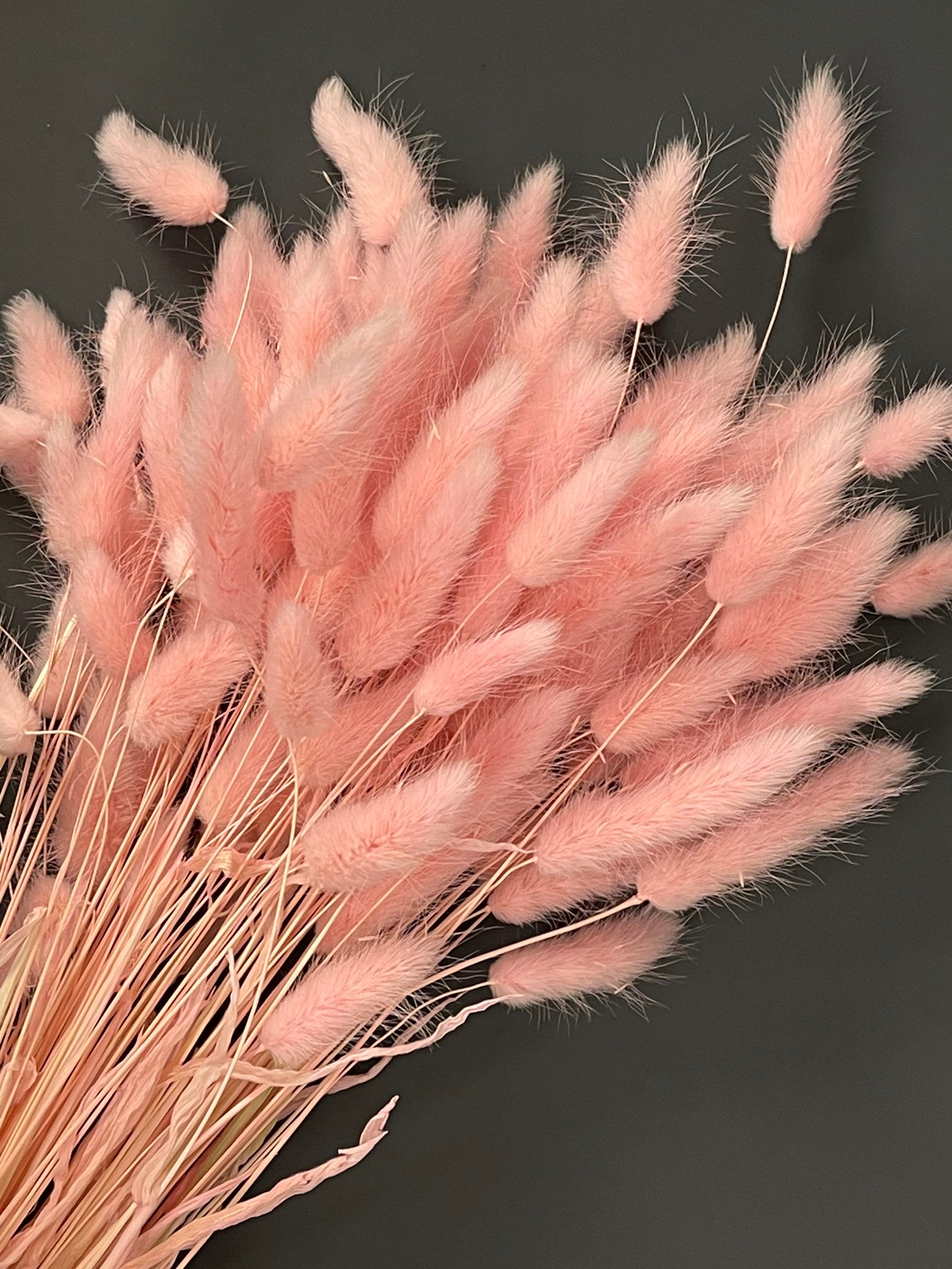 Bunny Tails. 20PCS Lagurus Ovatus Rabbit Tail Dried Flowers Etsy