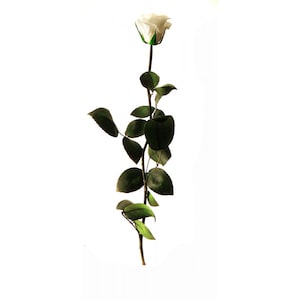 Könnte beinhalten: Eine einzelne weiße Rose mit grünen Blättern und Stiel.