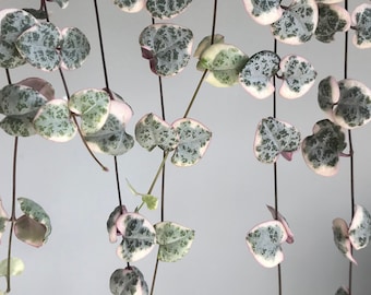 Variegated String of Hearts Cutting or Rooted Pieces - Ceropegia Woodii