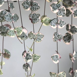 Variegated String of Hearts &#39;ceropegia woodii&#39; - cutting or rooted; FREE SHIPPING