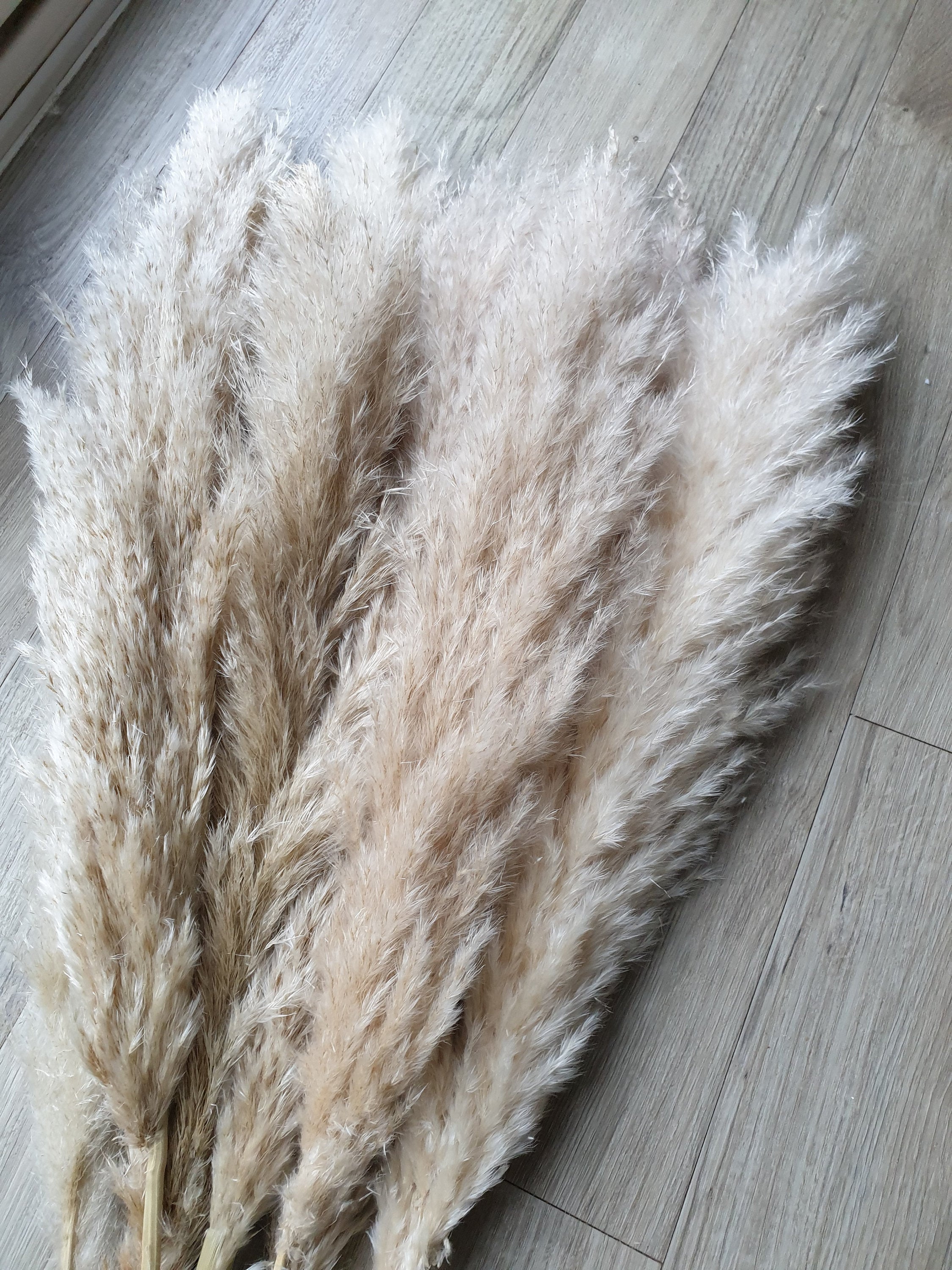 TALL 100cm Dried Natural / Bleached Pampas Grass Reed Fluffy Etsy UK