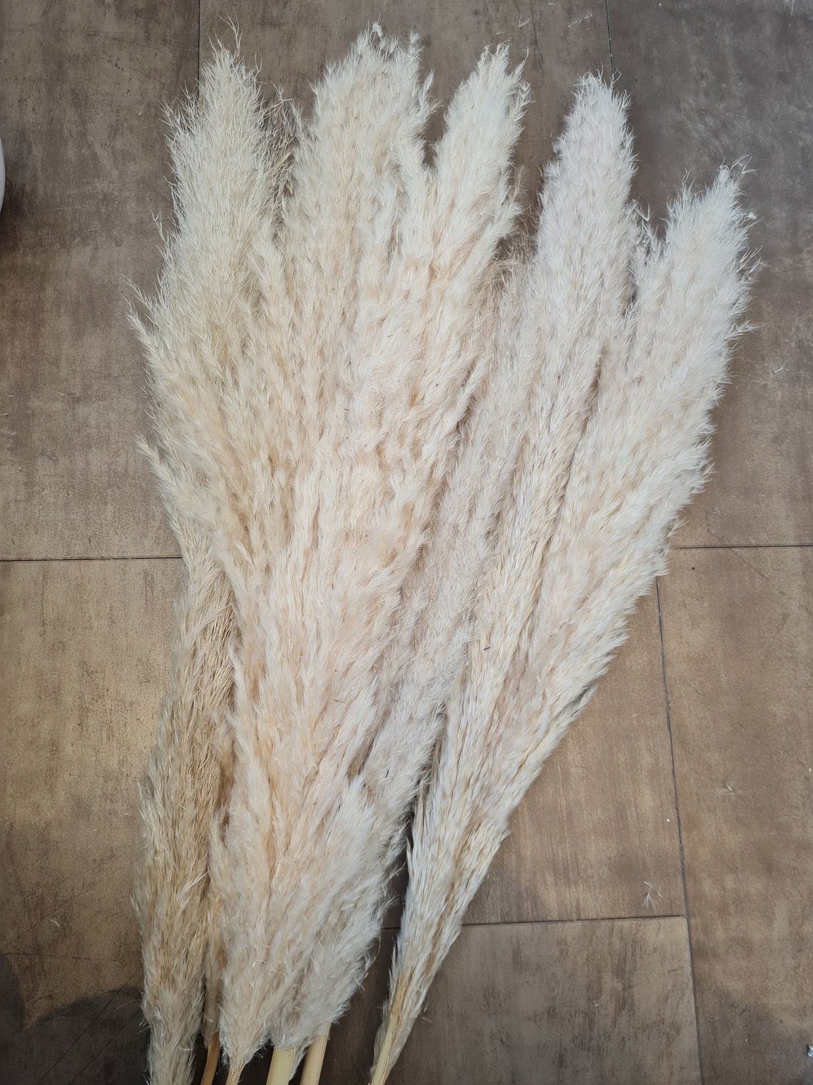 TALL 100cm Dried Natural / Bleached Pampas Grass Reed Fluffy Etsy