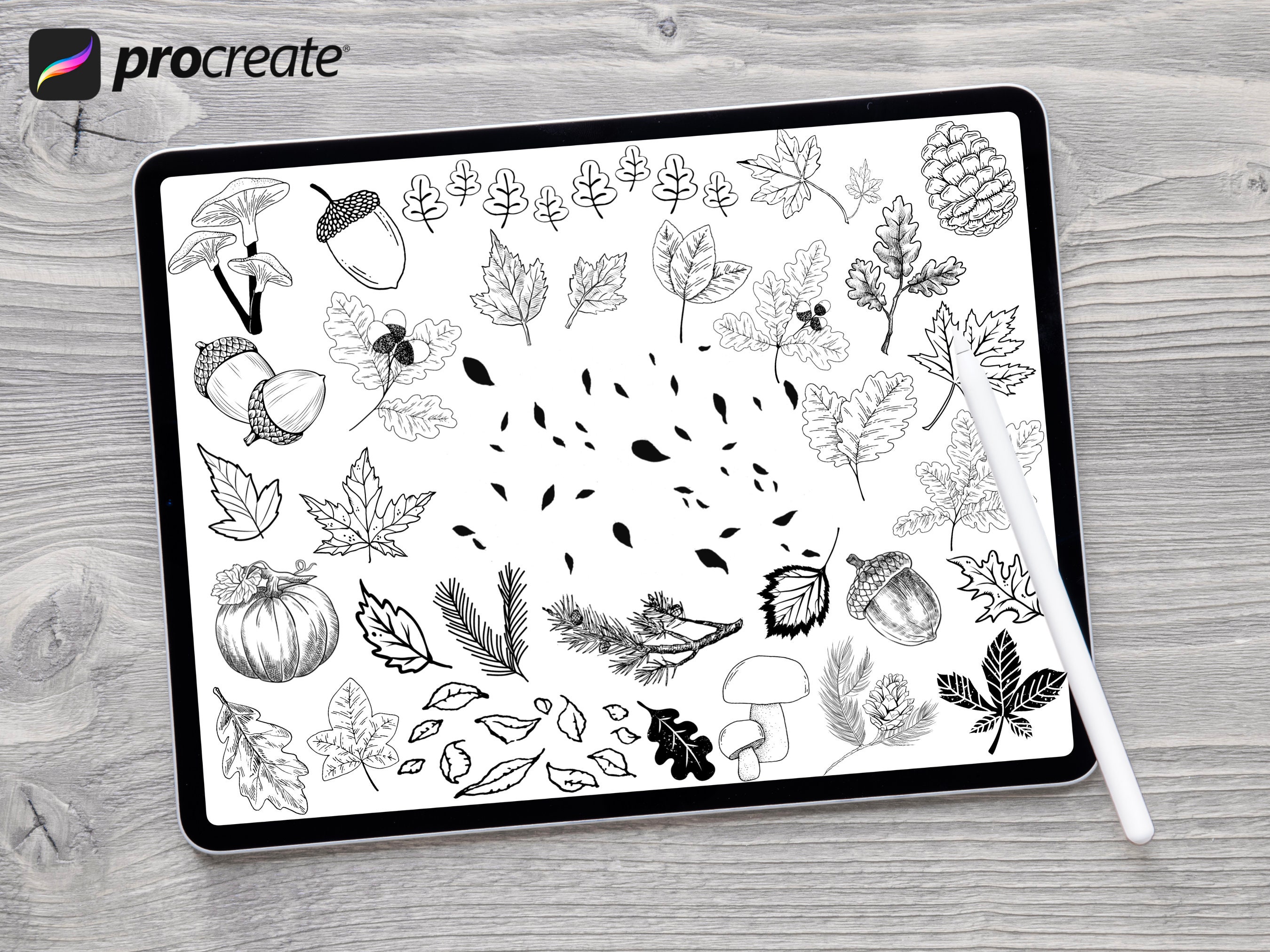 Autumn Leaf Procreate Stamp Brush Set: Fall Nature Minimalist Flower ...