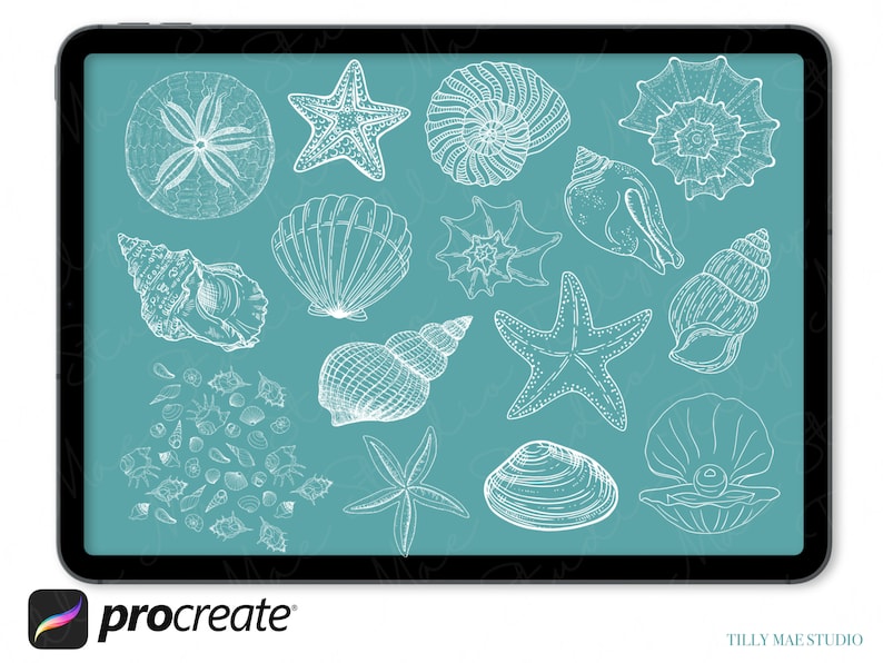 Seashell Procreate Stamps: Summer Beach Brush Set (digital Download) - Etsy