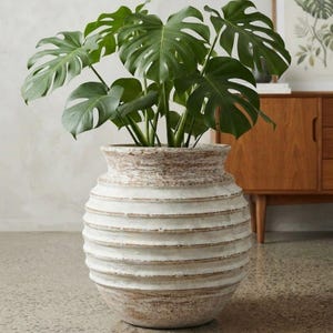 May include: A large, round, white-washed ceramic planter with horizontal ridges and a distressed finish, containing a lush green Monstera plant with large, split, heart-shaped leaves that extend outward from the centre of the pot.