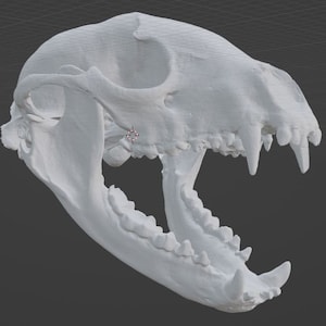 Raccoon Skull