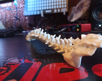 May include: A white plastic model of a human spine, showing the individual vertebrae. The model is on a black surface with a red and black patterned surface in the foreground.