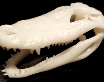 Alligator Skull