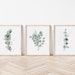 Eucalyptus Plant Art, Set of 3 Prints, Botanical Wall Art, Eucalyptus Gift Her, Nature Picture, Feature Wall Art, Watercolour Design