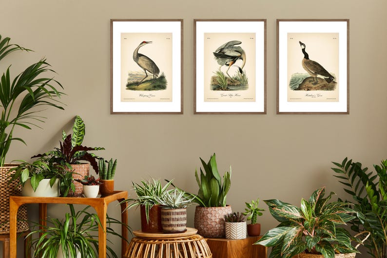 8x10'' 3 VINTAGE PRINTS Audubon Birds 8x10 inches Wall Art Decor Rustic Antique Book Birds of America Botanical Prints Set of 3 Prints Heron image 18