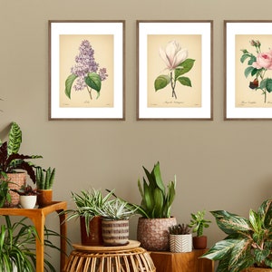 Vintage Botanical Prints Set of 3 Botanical Flowers Posters Rose ...