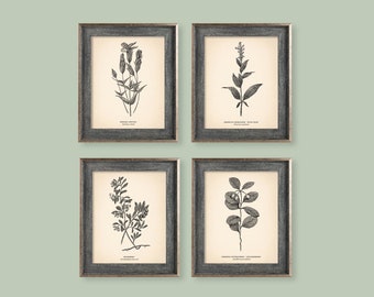 Vintage Botanical Prints Set of 4 Botanical Poster Wildflower Botanical Print Flower Print Vintage Print Botanical Art Neutral Decor Beige