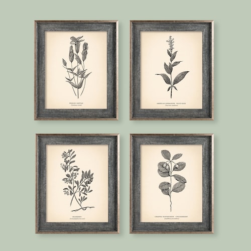 8x10'' Vintage Botanical Prints Set of 4 Botanical | Etsy
