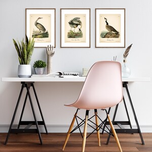 8x10'' 3 VINTAGE PRINTS Audubon Birds 8x10 inches Wall Art Decor Rustic Antique Book Birds of America Botanical Prints Set of 3 Prints Heron image 12