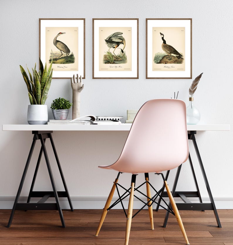 8x10'' 3 VINTAGE PRINTS Audubon Birds 8x10 inches Wall Art Decor Rustic Antique Book Birds of America Botanical Prints Set of 3 Prints Heron image 12