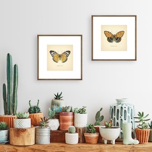 Set of 2 Vintage Butterflies Prints Botanical Square Print Butterfly Set of Prints Yellow Green Neutral Home Decor Neutral Art Reproduction zdjęcie 11