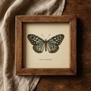 May include: A framed butterfly print with a detailed illustration of a butterfly with black, white, and light blue markings. The print is in a brown wooden frame, and the text "RADENA EXPROMPTA" is at the bottom.
