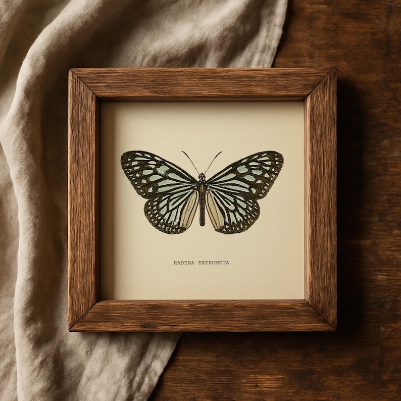 May include: A framed butterfly print with a detailed illustration of a butterfly with black, white, and light blue markings. The print is in a brown wooden frame, and the text "RADENA EXPROMPTA" is at the bottom.