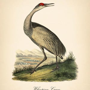 8x10'' 3 VINTAGE PRINTS Audubon Birds 8x10 inches Wall Art Decor Rustic Antique Book Birds of America Botanical Prints Set of 3 Prints Heron image 2