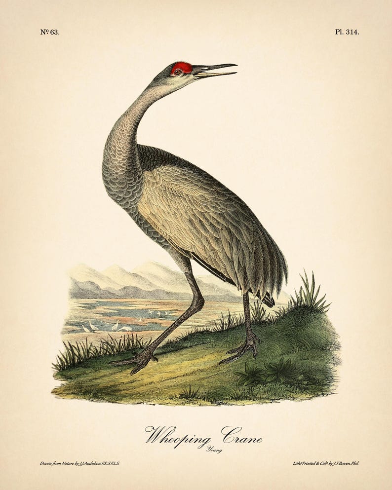 8x10'' 3 VINTAGE PRINTS Audubon Birds 8x10 inches Wall Art Decor Rustic Antique Book Birds of America Botanical Prints Set of 3 Prints Heron image 2