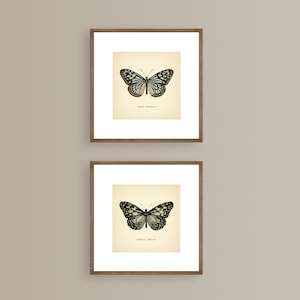 May include: Two framed butterfly prints. Each print features a detailed illustration of a butterfly with black and white wings and a light green body, set against a cream-colored background. The frames are a warm brown color, and the prints are displayed on a neutral beige wall.