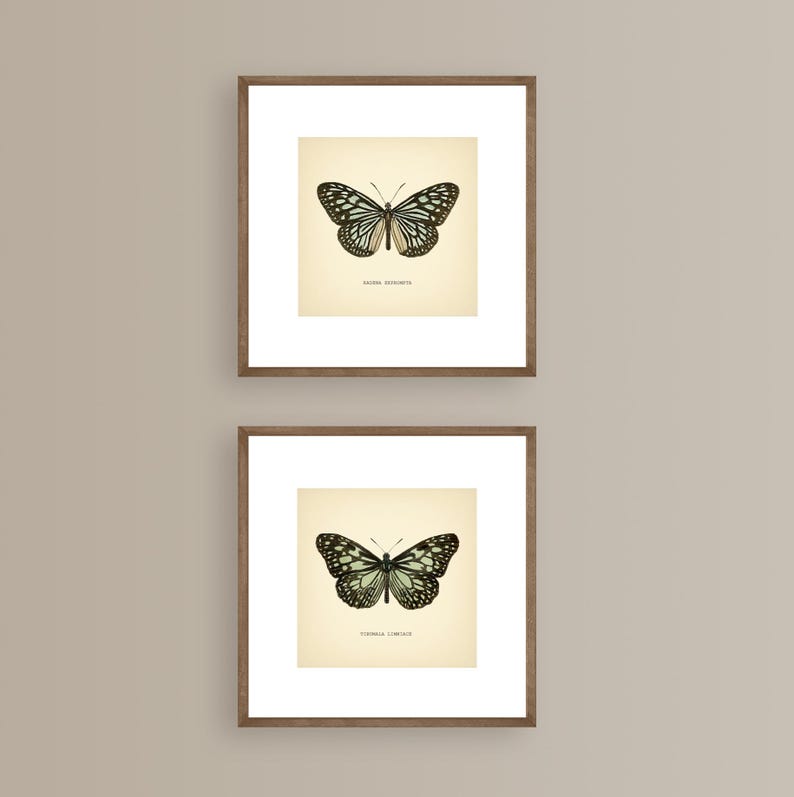 May include: Two framed butterfly prints. Each print features a detailed illustration of a butterfly with black and white wings and a light green body, set against a cream-colored background. The frames are a warm brown color, and the prints are displayed on a neutral beige wall.