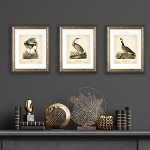 8x10'' 3 VINTAGE PRINTS Audubon Birds 8x10 inches Wall Art Decor Rustic Antique Book Birds of America Botanical Prints Set of 3 Prints Heron image 13