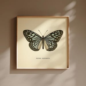 May include: A framed print featuring a detailed illustration of a butterfly with black and white patterned wings. The butterfly is centered on a cream-colored background, with the text "RADENA EXPROMPTA" below it. The frame is a light wood color.
