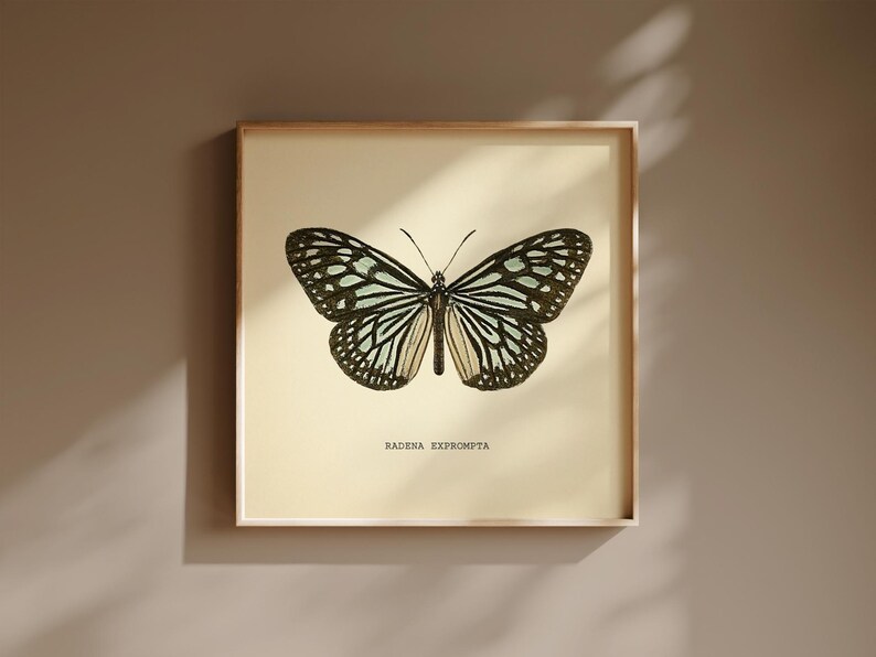 May include: A framed print featuring a detailed illustration of a butterfly with black and white patterned wings. The butterfly is centered on a cream-colored background, with the text "RADENA EXPROMPTA" below it. The frame is a light wood color.