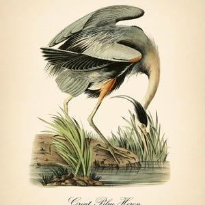 8x10'' 3 VINTAGE PRINTS Audubon Birds 8x10 inches Wall Art Decor Rustic Antique Book Birds of America Botanical Prints Set of 3 Prints Heron image 3