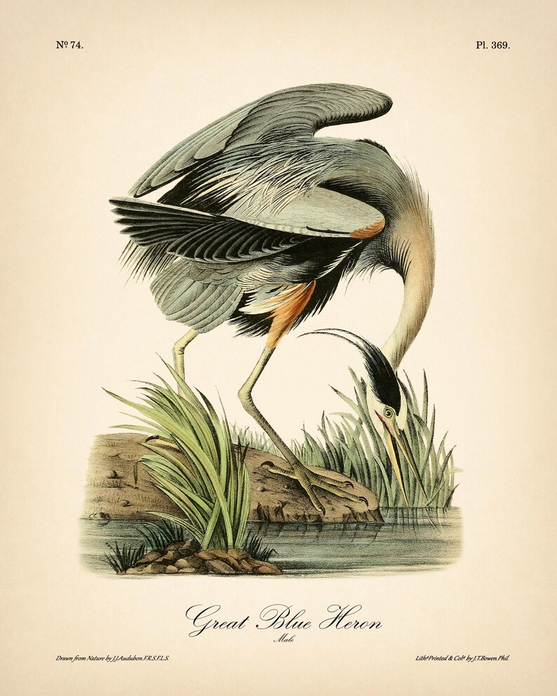 8x10'' 3 VINTAGE PRINTS Audubon Birds 8x10 inches Wall Art Decor Rustic Antique Book Birds of America Botanical Prints Set of 3 Prints Heron image 3