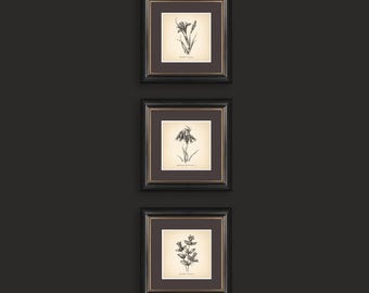 Vintage Botanical Prints Set of 3 Prints Botanical Prints Wildflower Prints Flower Print Vintage Print Botanical Art Neutral Home Decor