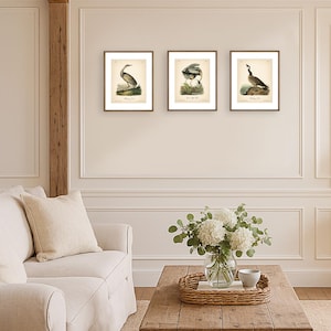 8x10'' 3 VINTAGE PRINTS Audubon Birds 8x10 inches Wall Art Decor Rustic Antique Book Birds of America Botanical Prints Set of 3 Prints Heron image 15