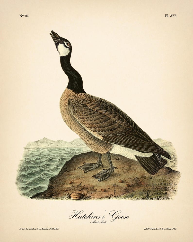 8x10'' 3 VINTAGE PRINTS Audubon Birds 8x10 inches Wall Art Decor Rustic Antique Book Birds of America Botanical Prints Set of 3 Prints Heron image 4
