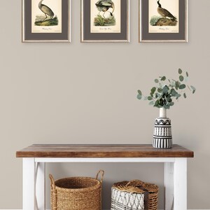 8x10'' 3 VINTAGE PRINTS Audubon Birds 8x10 inches Wall Art Decor Rustic Antique Book Birds of America Botanical Prints Set of 3 Prints Heron image 8