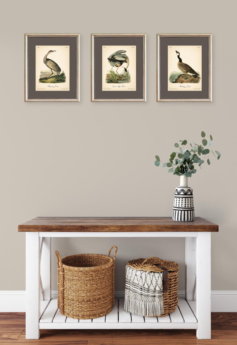 8x10'' 3 VINTAGE PRINTS Audubon Birds 8x10 inches Wall Art Decor Rustic Antique Book Birds of America Botanical Prints Set of 3 Prints Heron image 8