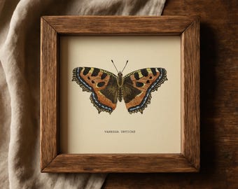 Vanessa Butterflies Set of 2 Vintage Butterflies Prints Botanical Butterfly Print Square Print Neutral Home Decor Botanical Art Wall Art