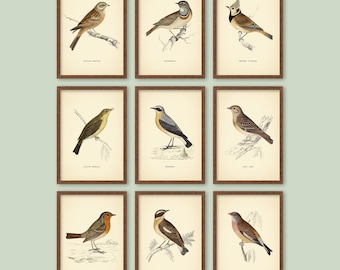 Set of 9 British Birds Prints Square Prints Botanical Prints Vintage Prints Classic Decor Neutral Home Decor Wall Art Cottage Cottagecore