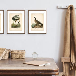 8x10'' 3 VINTAGE PRINTS Audubon Birds 8x10 inches Wall Art Decor Rustic Antique Book Birds of America Botanical Prints Set of 3 Prints Heron image 17