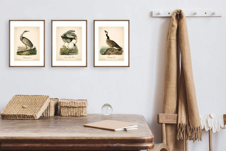 8x10'' 3 VINTAGE PRINTS Audubon Birds 8x10 inches Wall Art Decor Rustic Antique Book Birds of America Botanical Prints Set of 3 Prints Heron image 17